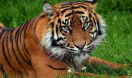 老虎视频动物世界,动物世界中的王者传奇